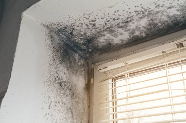 Affordable Attic Mold Remediation solutions in Dunkirk, MD